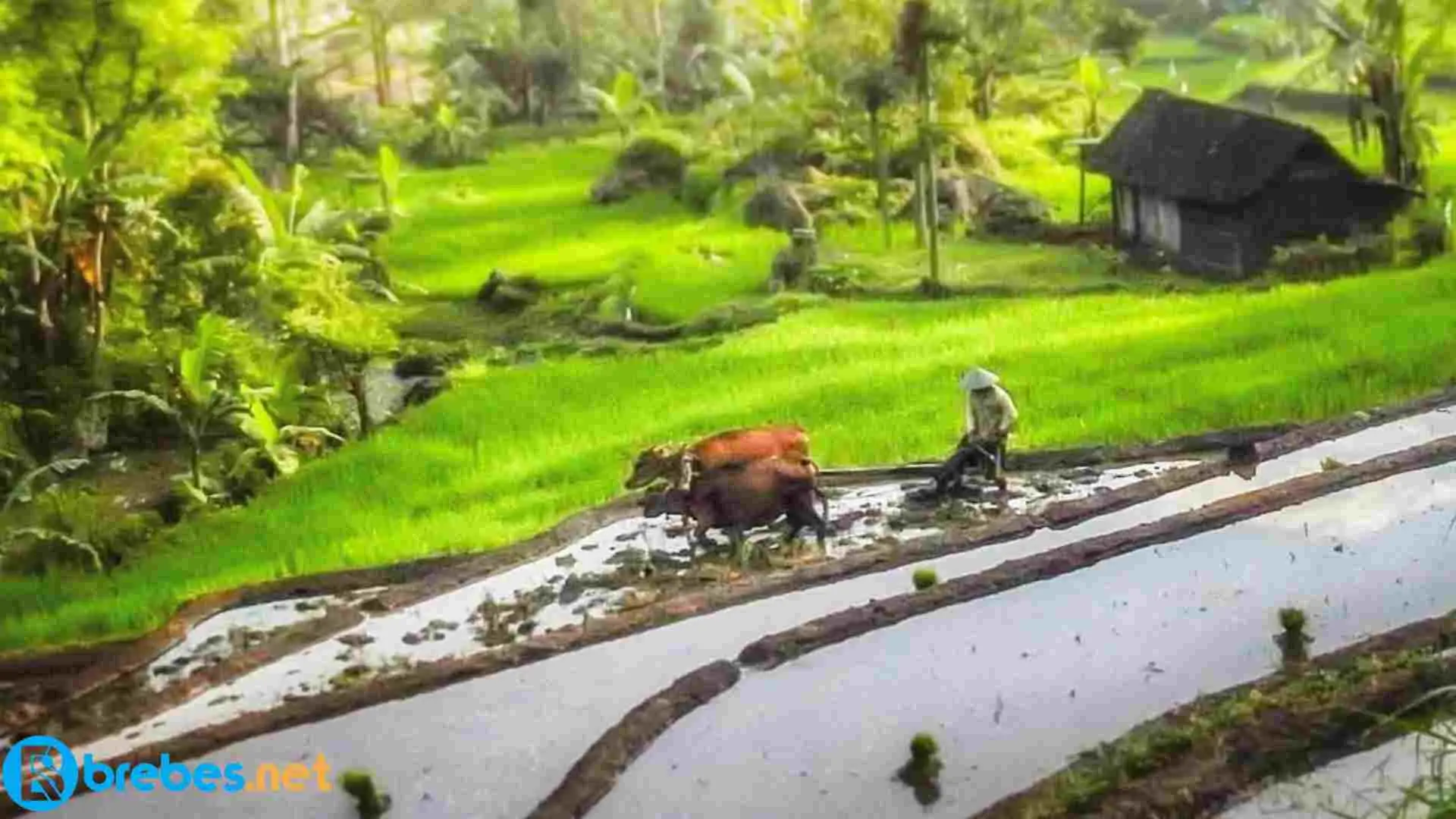 Kisah Legenda Rangga Gading | Cerita Rakyat Jawa Barat