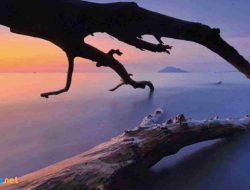20 Contoh Puisi Di Antara Senja dan Cinta