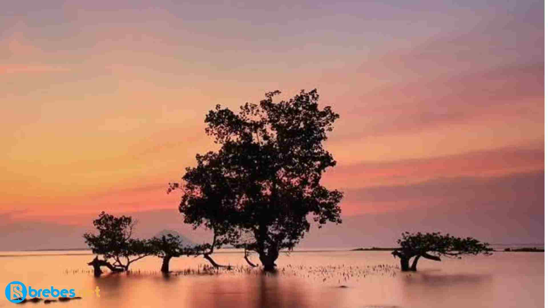 Pantun Alam yang Menggambarkan Keindahan