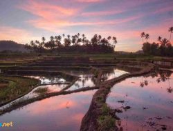 Keindahan Alam melalui Puisi Alam yang Menginspirasi Kreativitas